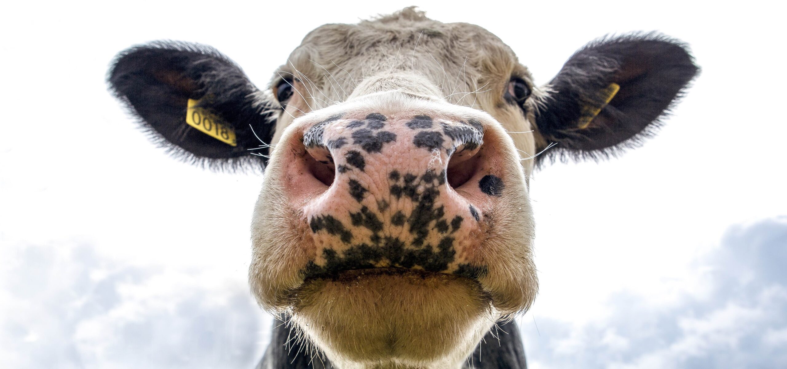 Wellington Vet Hospital | Cow up close